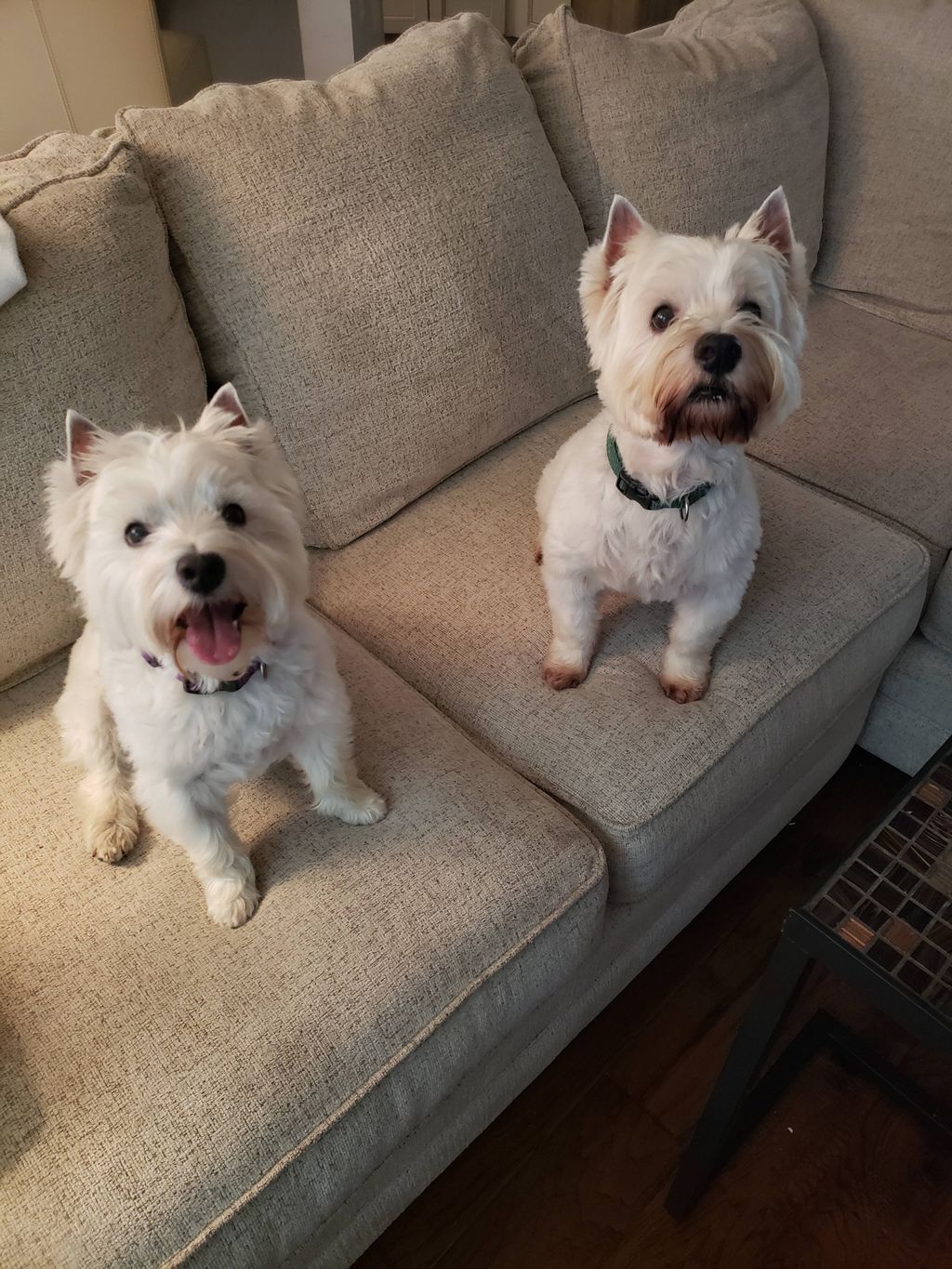 Josie and Crosby 