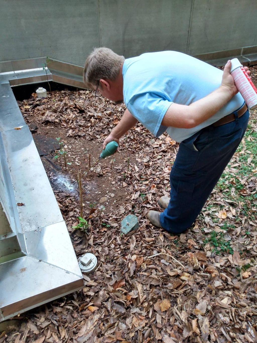 Yellow Jacket Treatment