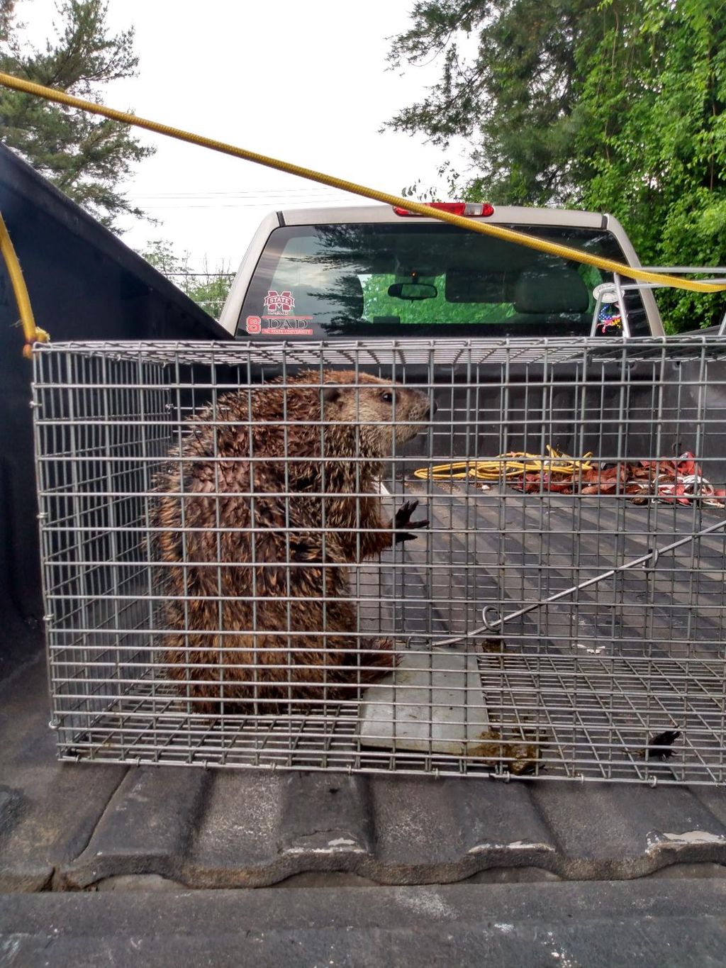 Groundhog Removal