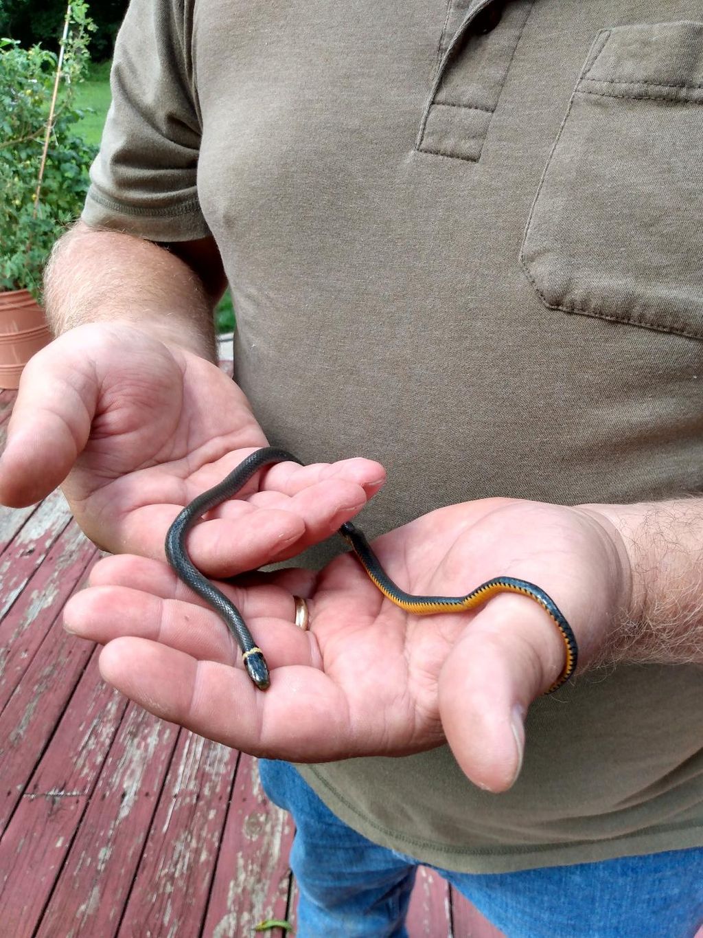 Ringneck Snake Removal