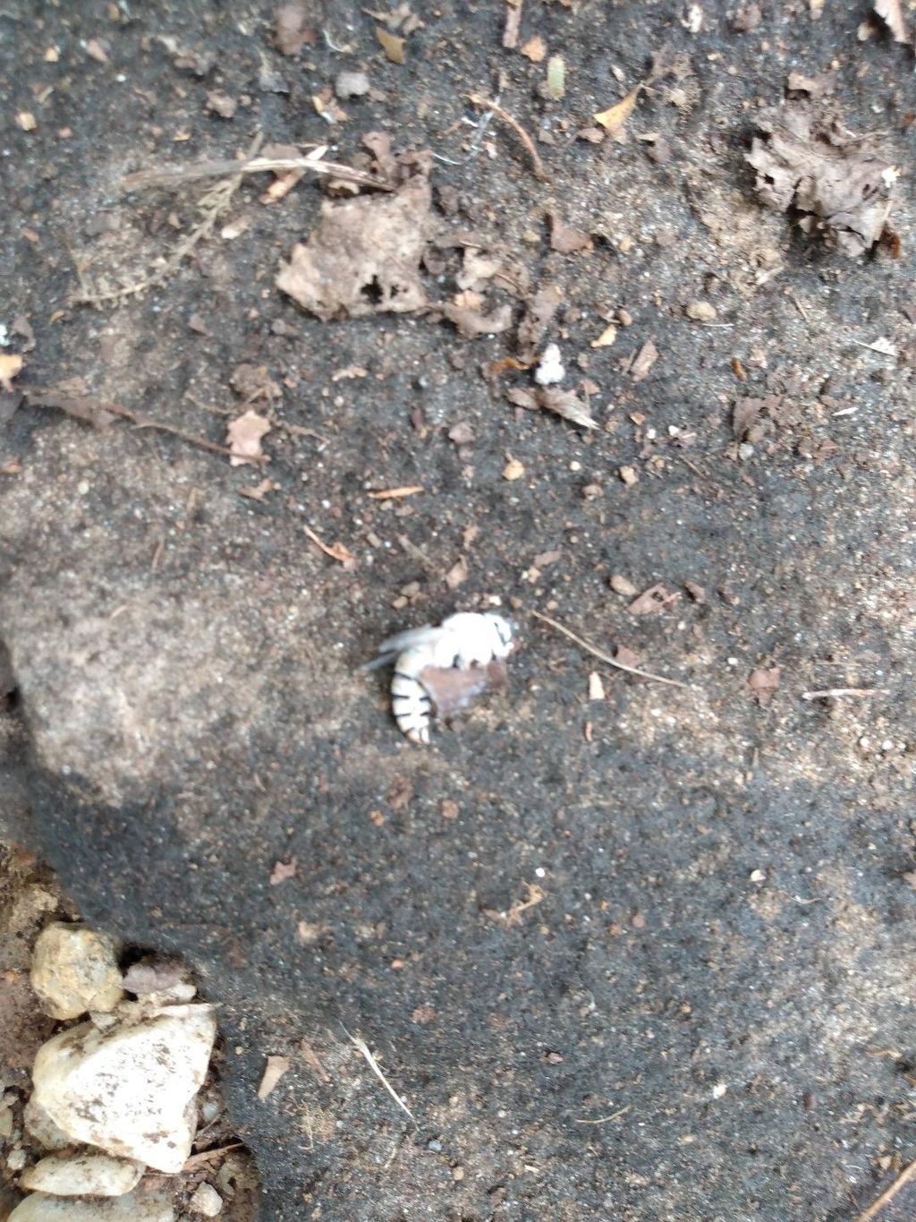 Yellow Jacket Queen after treatment