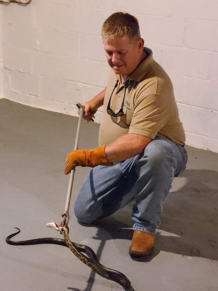 Snake Removal