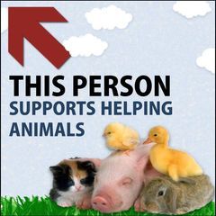 pro avatar