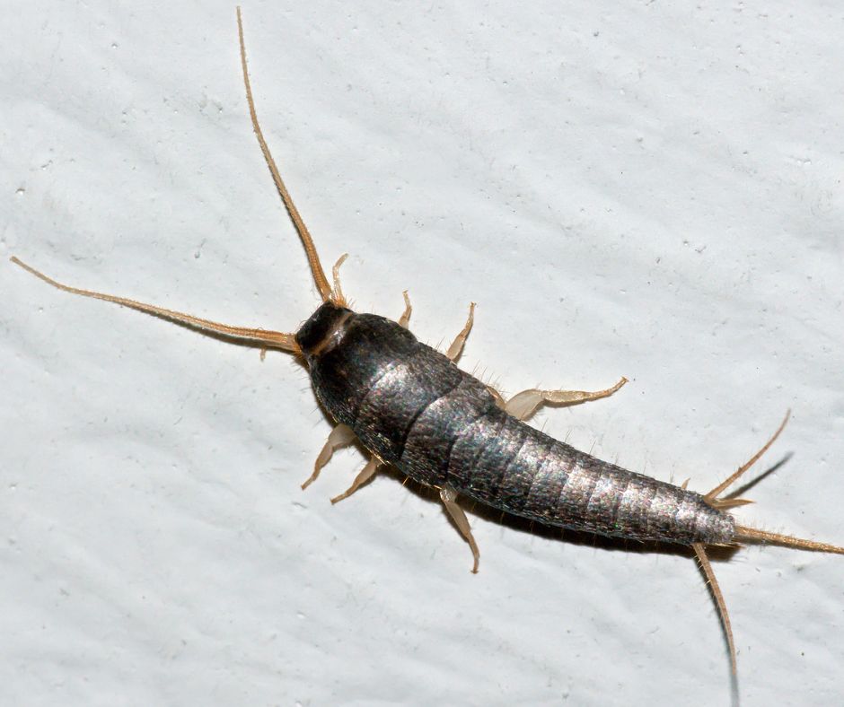 Silverfish are commonly found in moisture filled a
