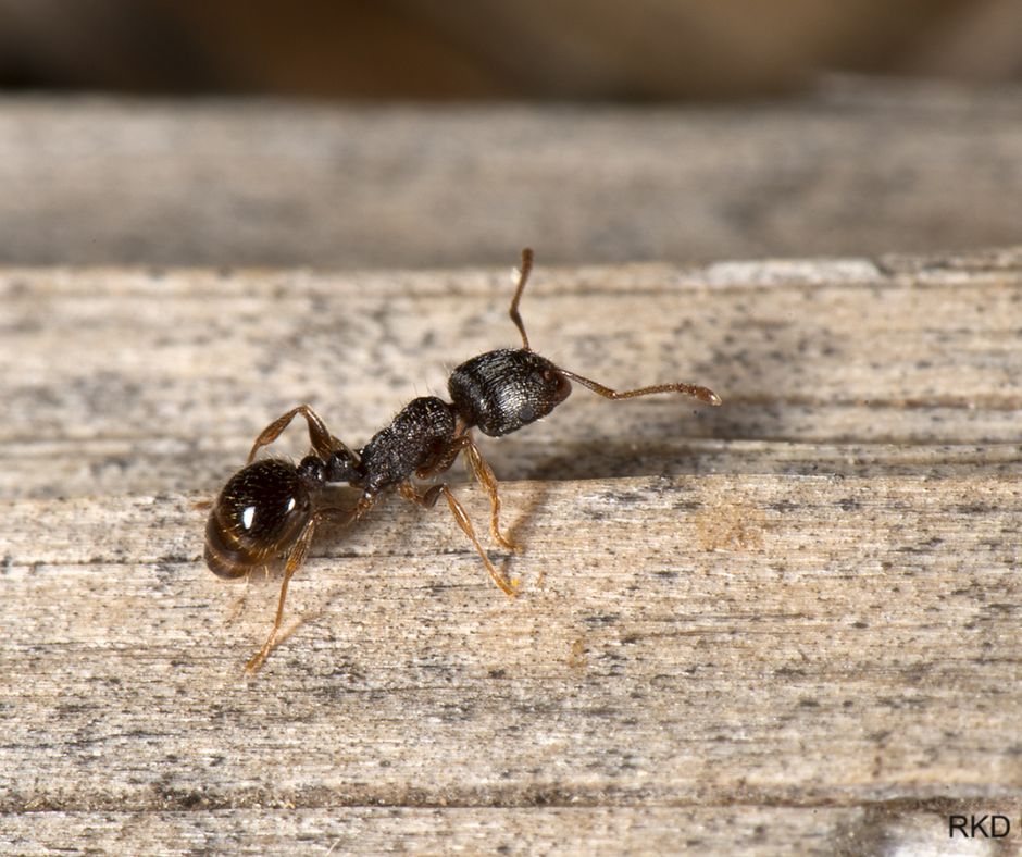 Ant's are intrusive creatures, let's seal and prot