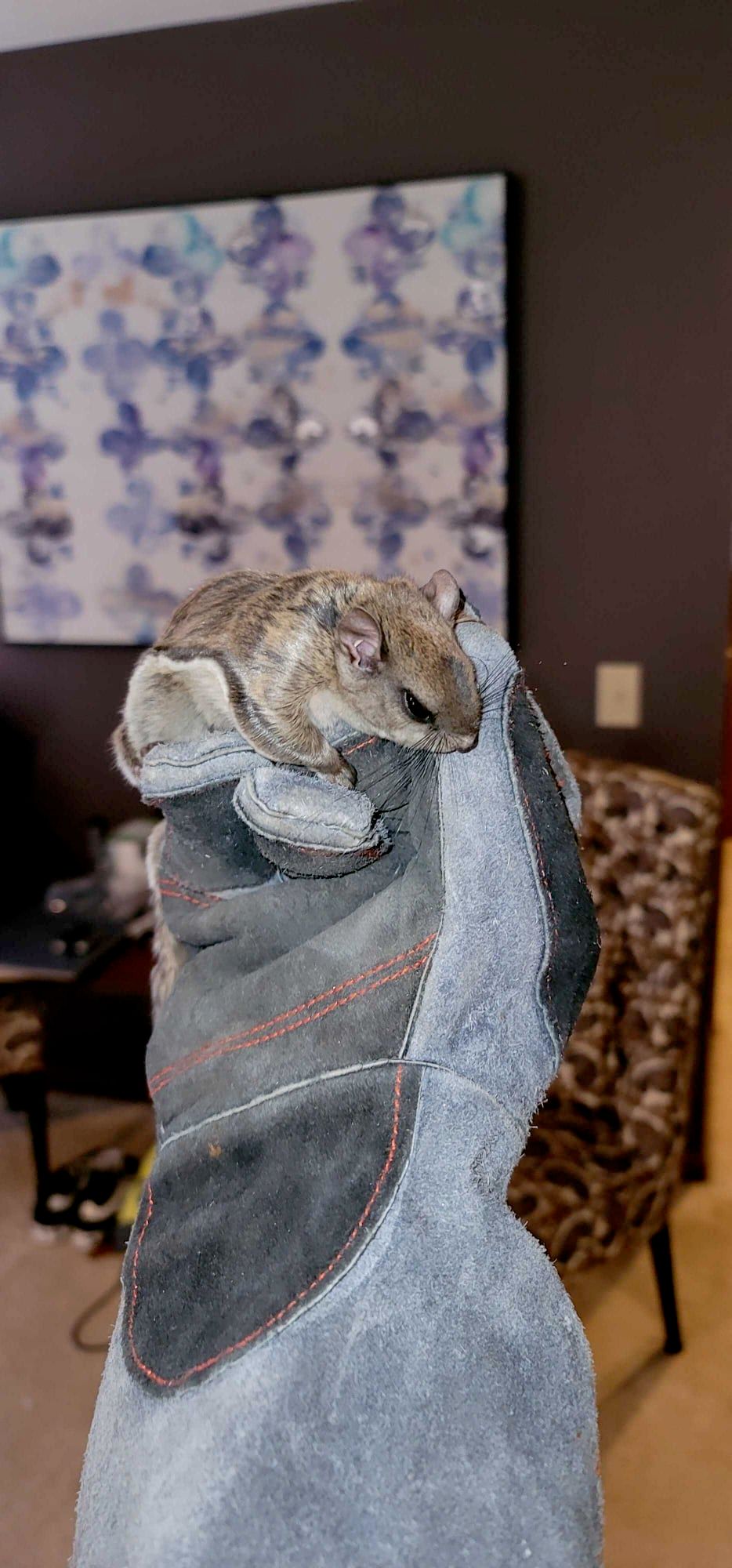 A flying squirrel we rescued from a home. 