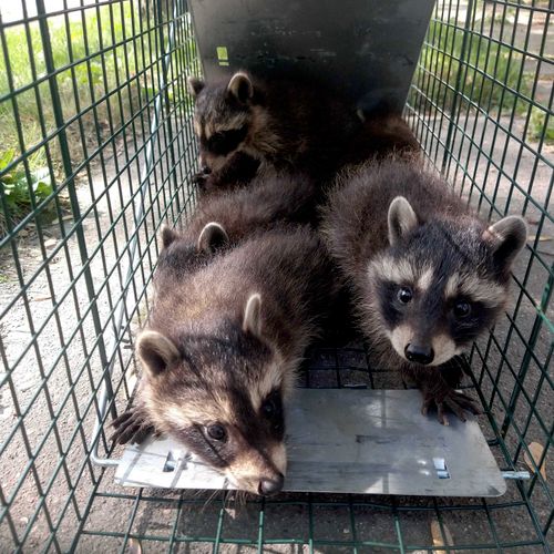 A litter of raccoons reunited with their mother. 