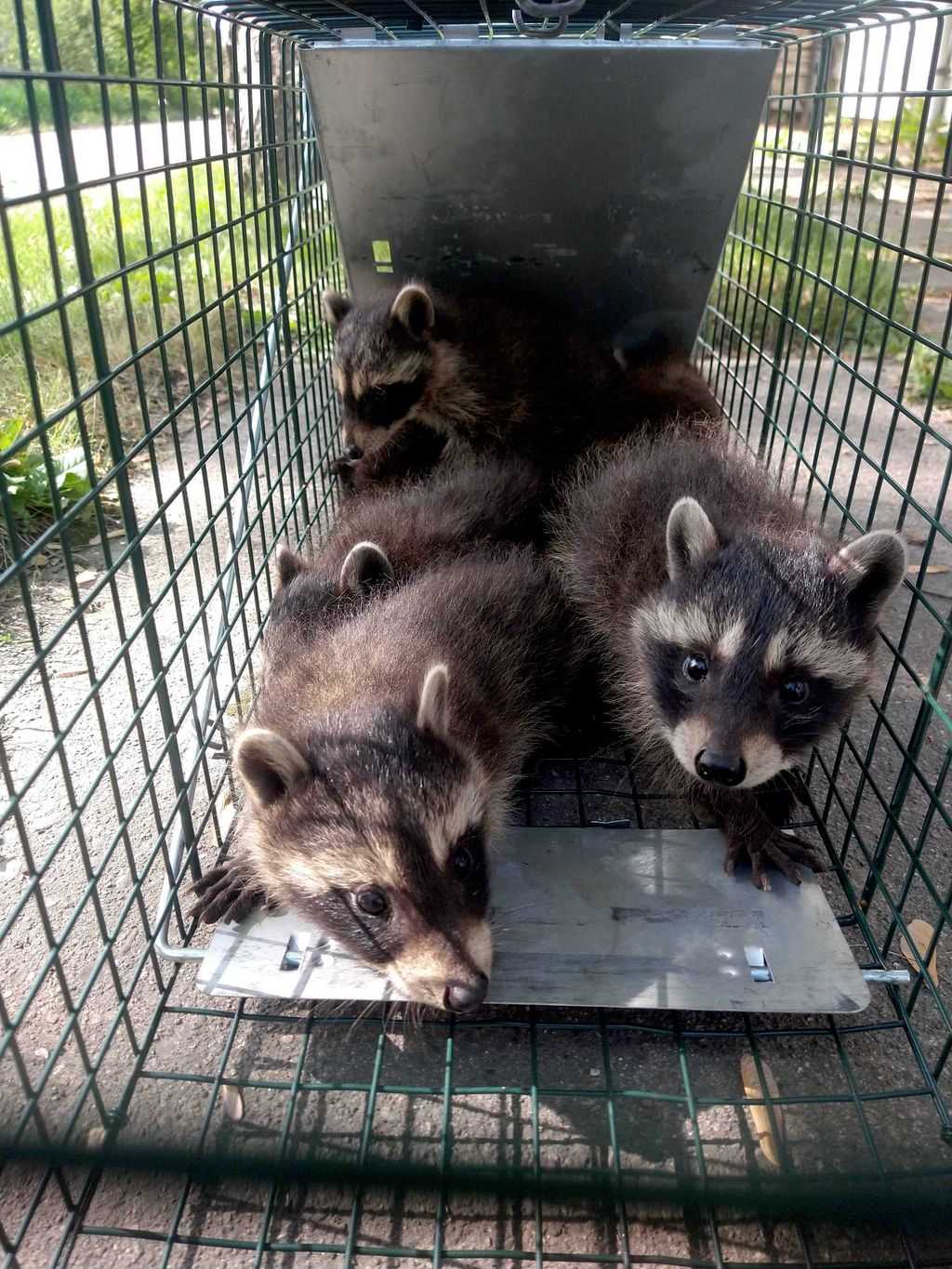 A litter of raccoons reunited with their mother. 