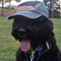 pro avatar