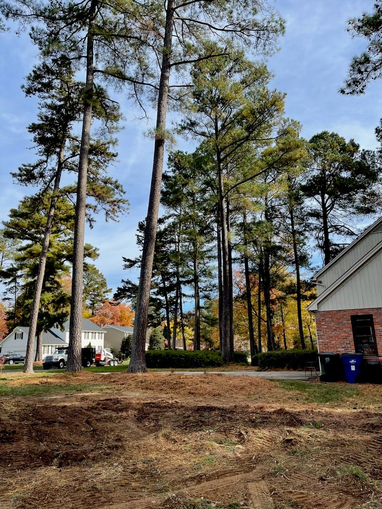 Tree Trimming and Removal