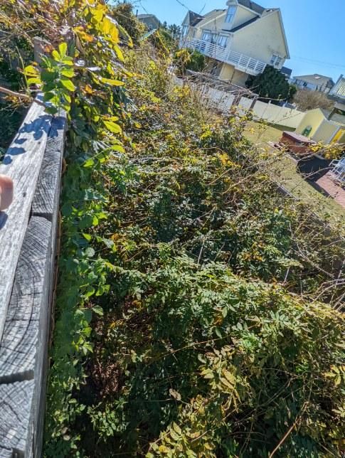 Shrub Trimming and Removal