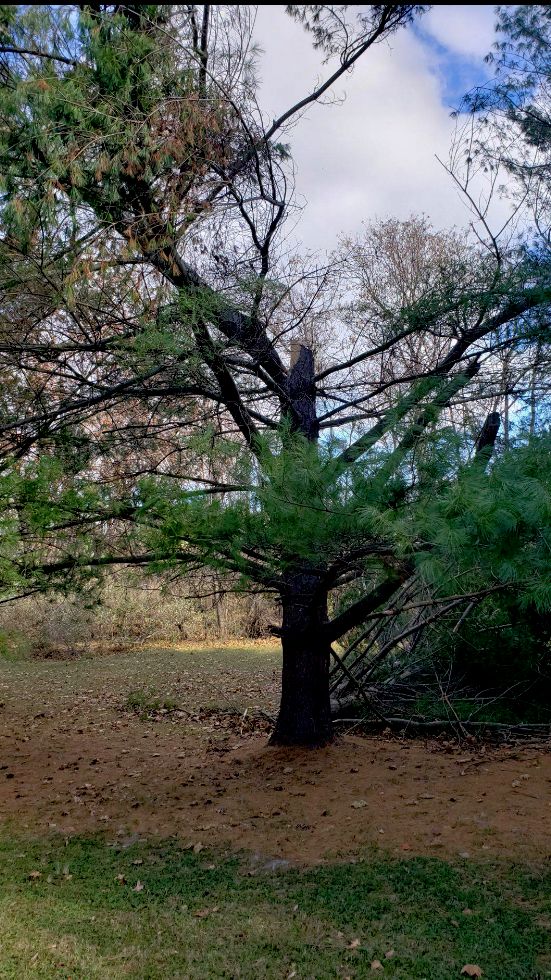 Tree Trimming and Removal