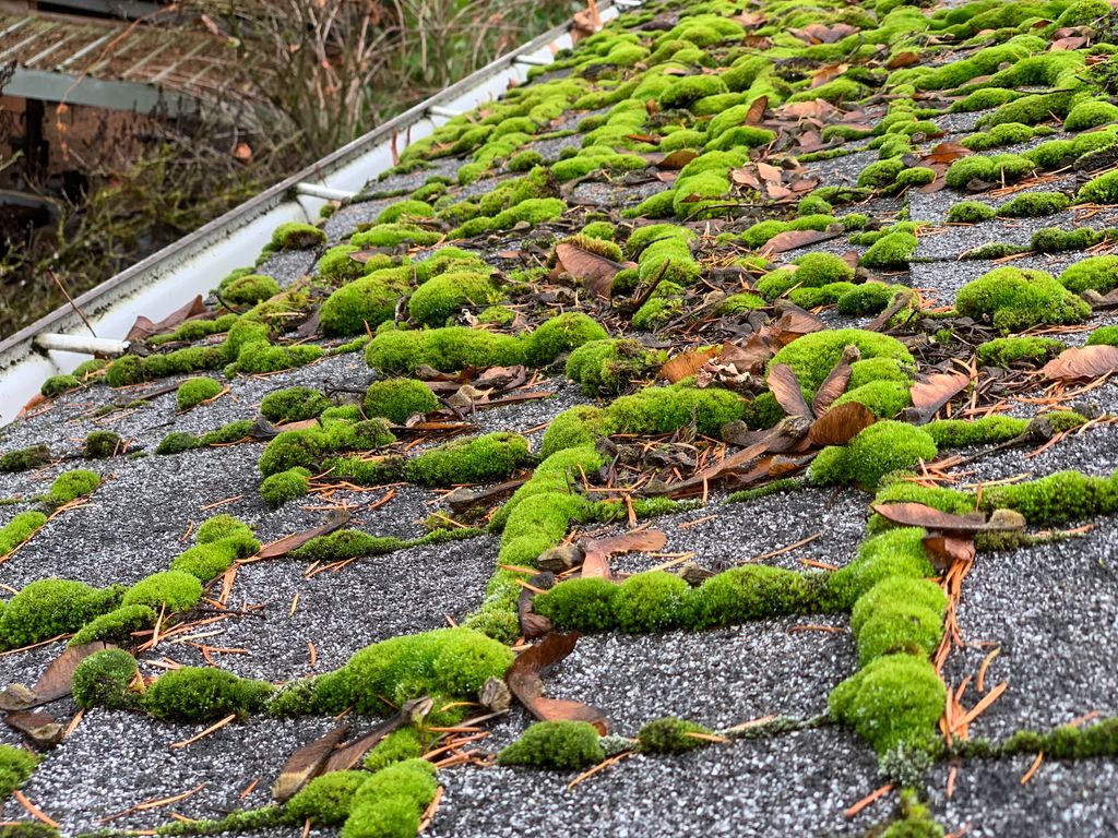 Moss Treatment 