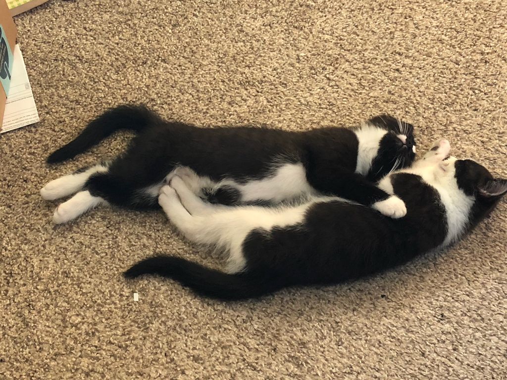 Cat nap