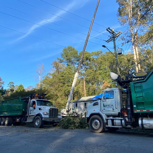 Apex Tree Service Profile Picture