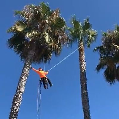 Avatar for Sunny San Diego tree services
