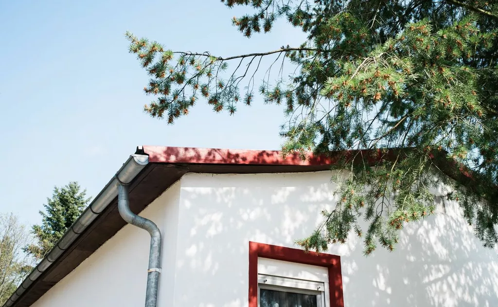 tree branches scratching roof