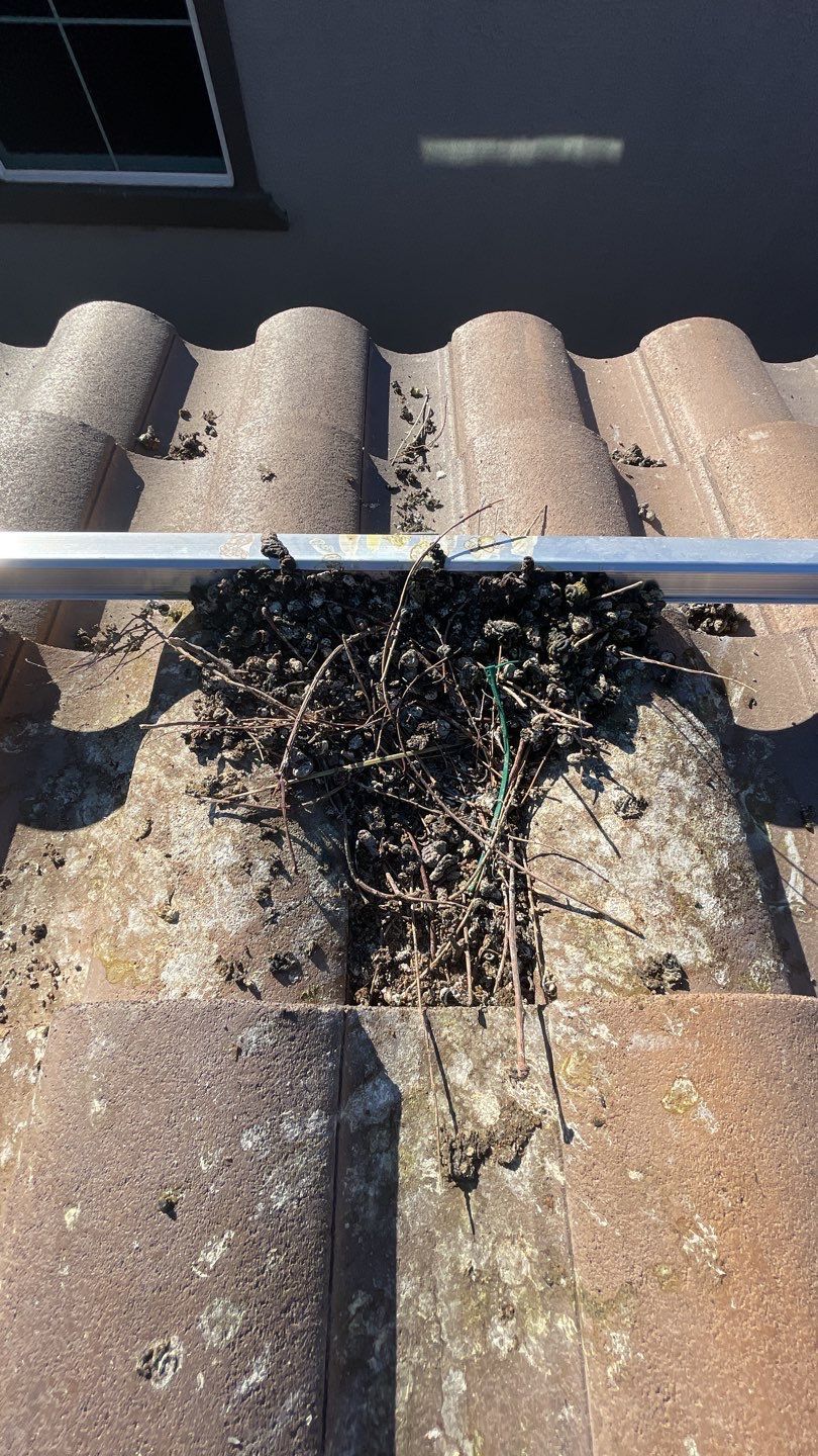 Before: Pigeon Eviciton