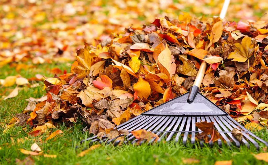 raking leaves