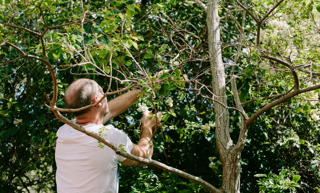 tree pruning and trimming