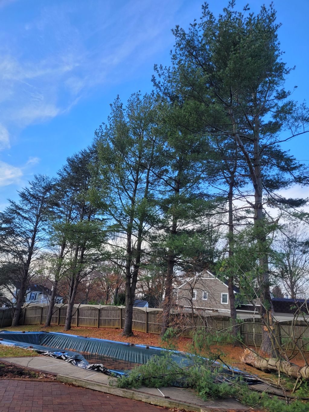 Tree Stump Grinding and Removal