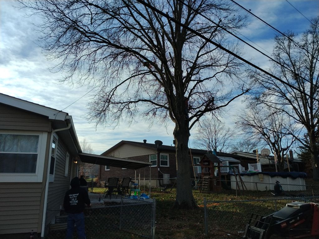 Tree Trimming and Removal