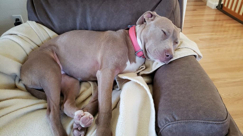 We wore out this energectc pup!