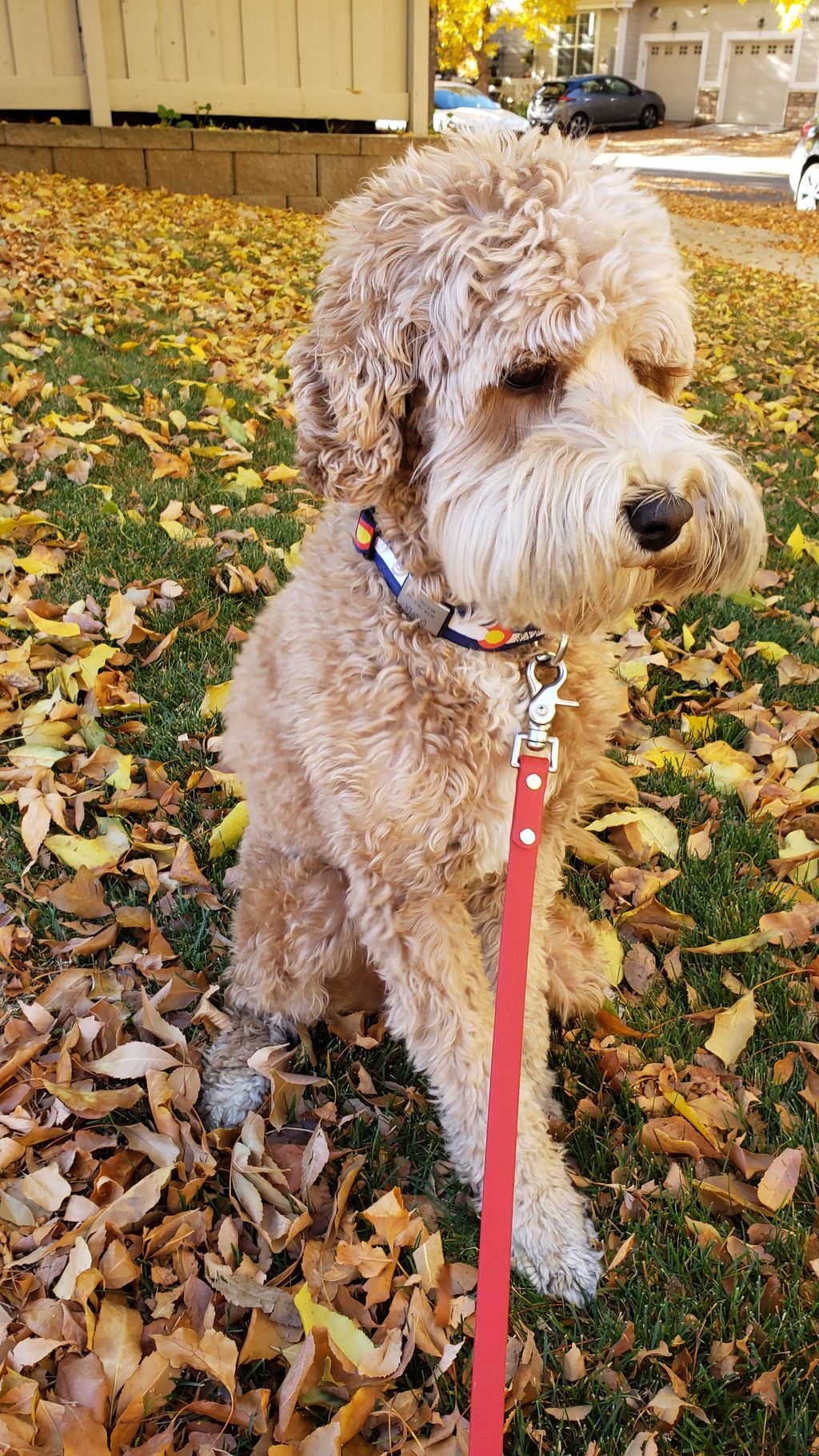 Such a good boy, ready for his walk.