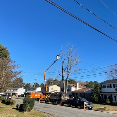 Avatar for Tree n lawn  Vazquez Landscaping LLC