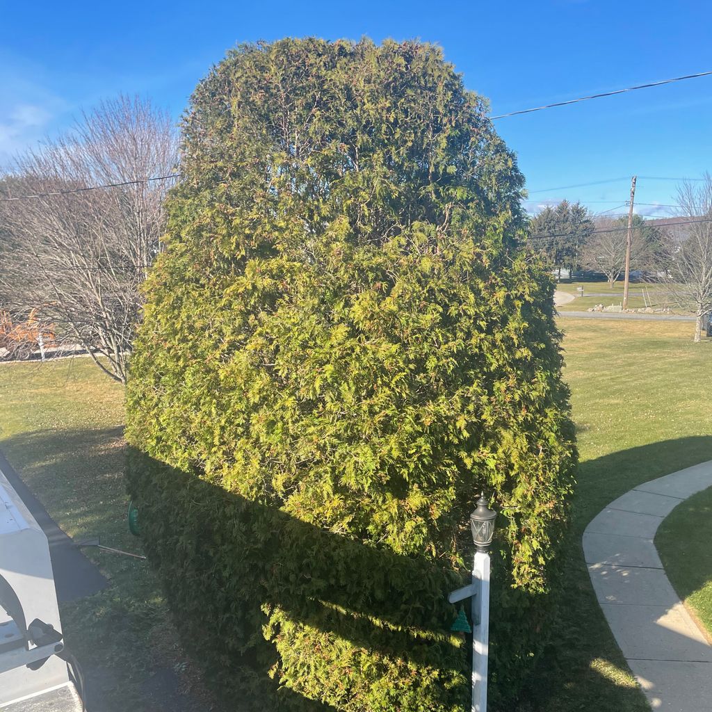 M&D tree services