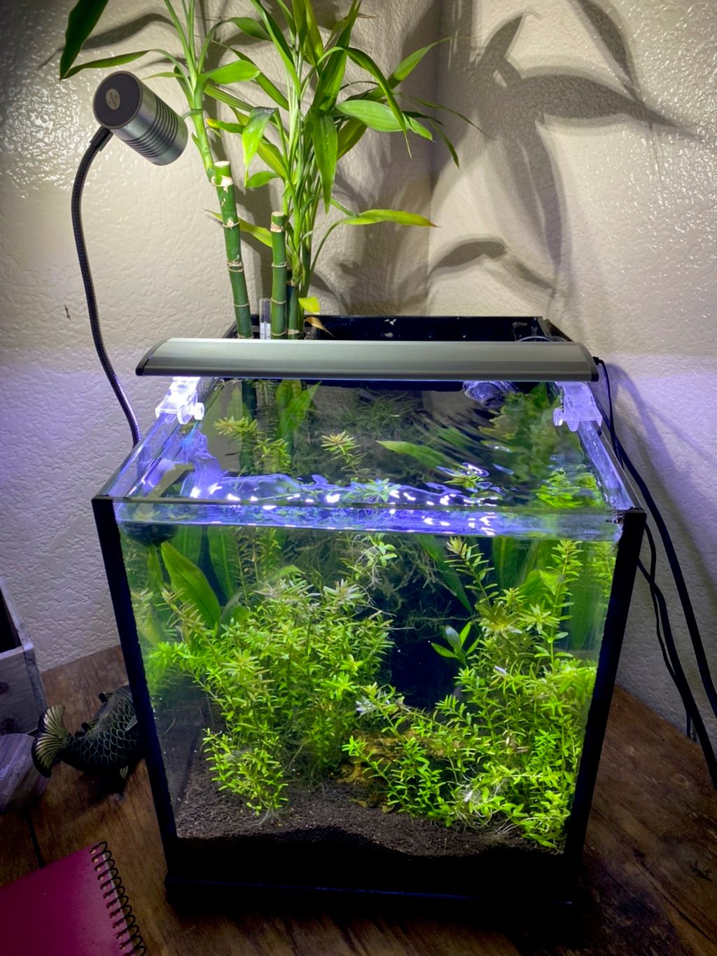 6 gallon nano planted aquarium 
