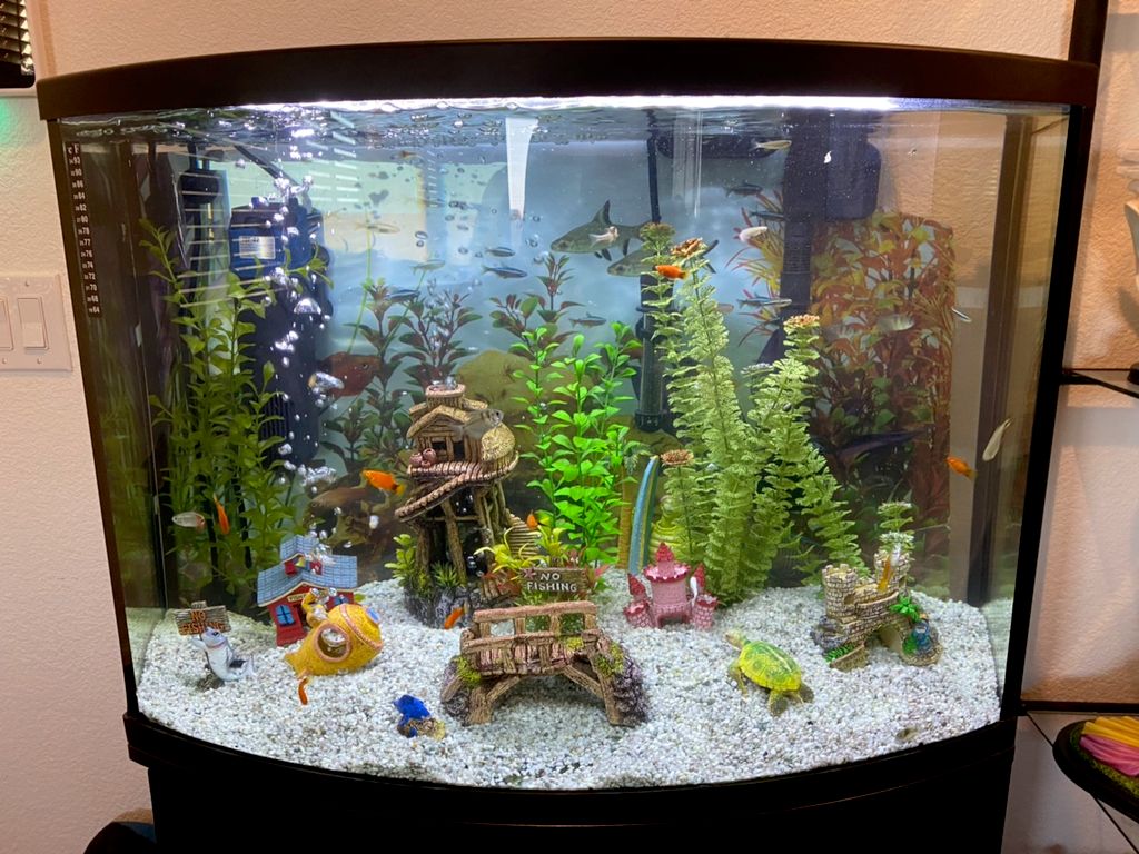 30 gallon freshwater community aquarium 