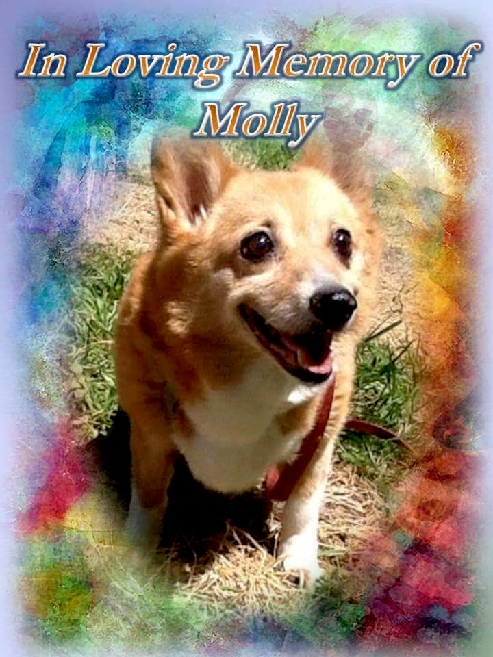 my wife's dog I help train the last several years 