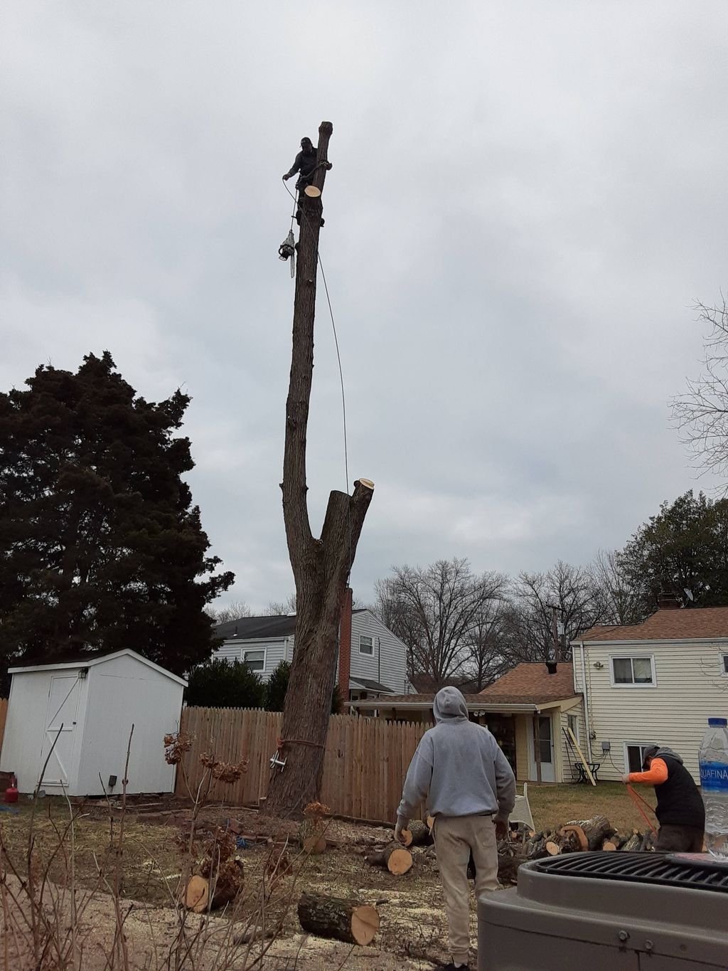 tree service with safety 