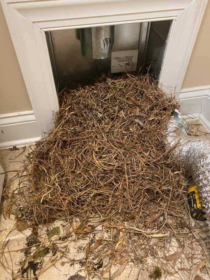 Birds nest in dryer vent. The worst I have ever se