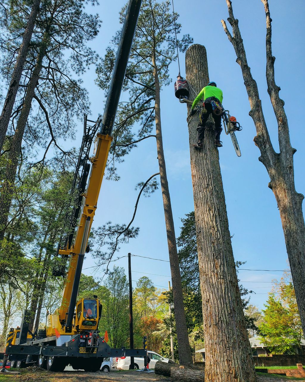 Tree Stump Grinding and Removal