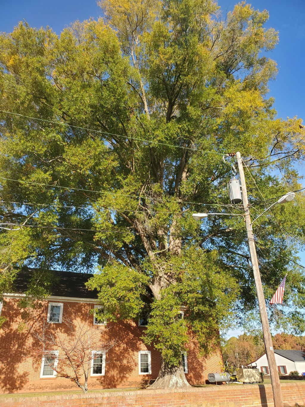 Tree Trimming and Removal