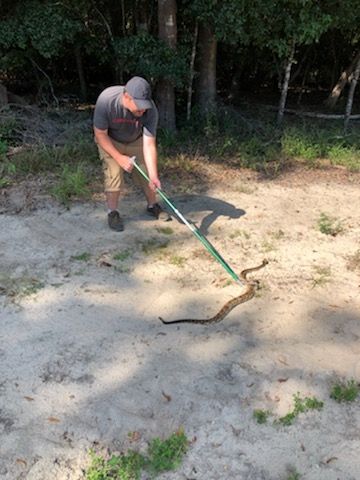 rattlesnake (venemous)