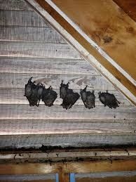 bats in gable vents