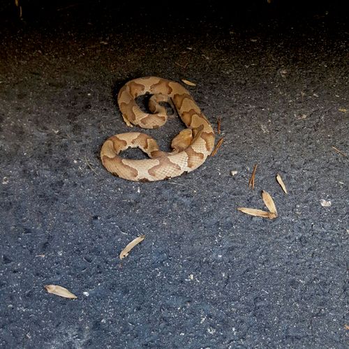 copperhead snake (venomous)