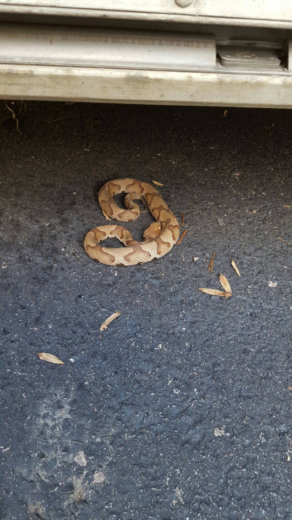 copperhead snake (venomous)