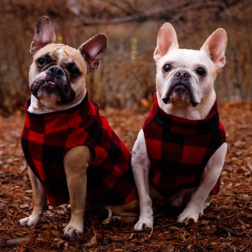 I booked a pet photo shoot for my two Frenchies wi
