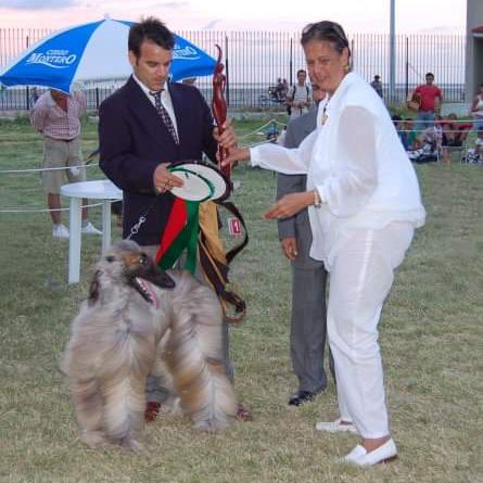 ALFONSO’S MOBILE PET GROOMING.DOGSHOW QUALITY