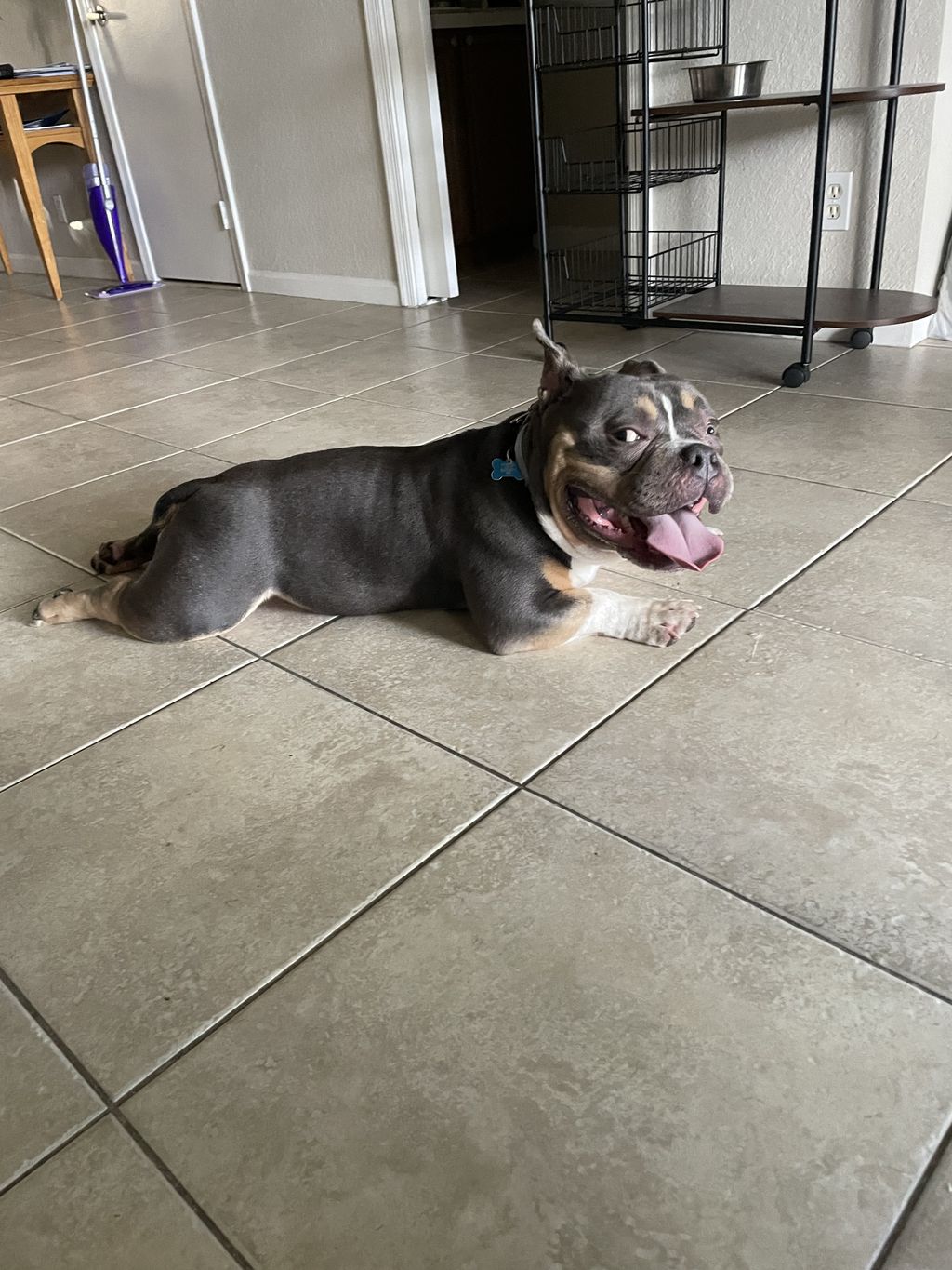 Meet Thor!