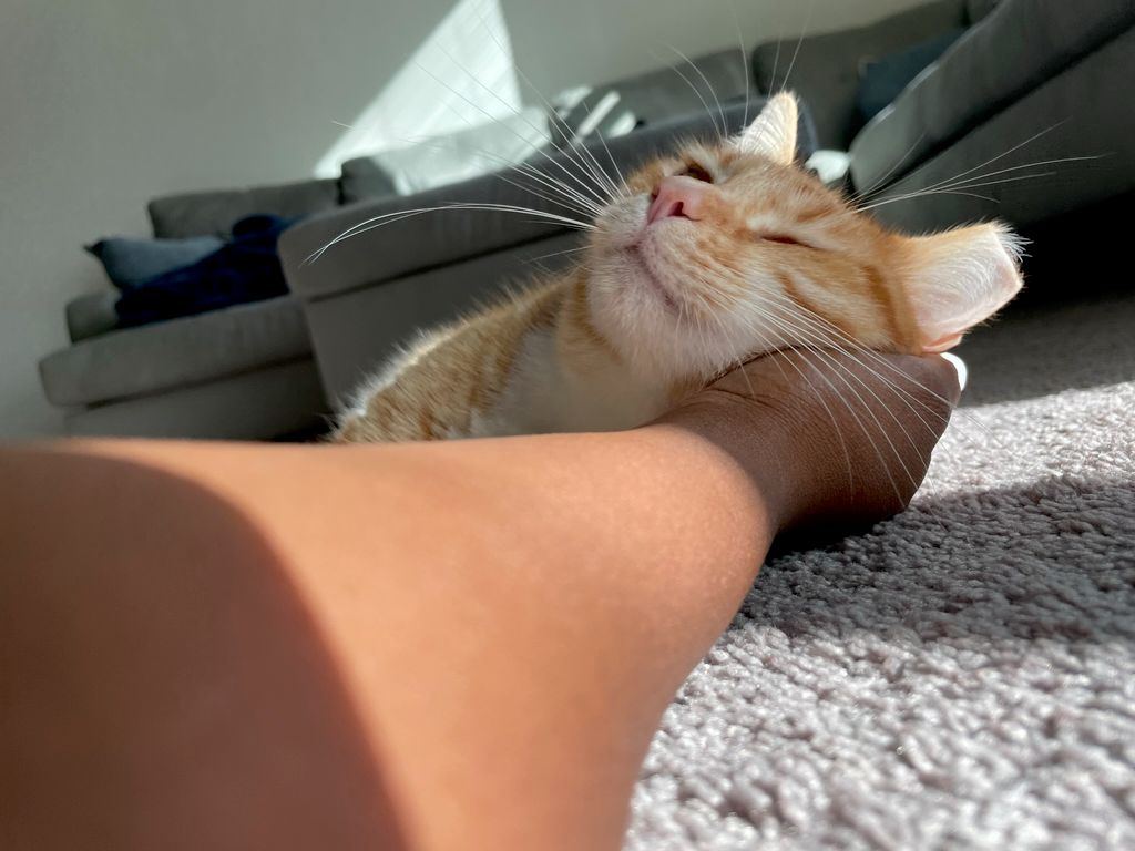 Oliver napping in my palm