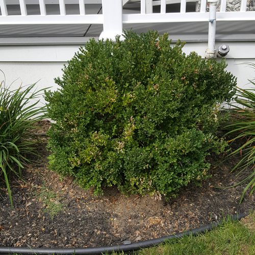 Boxwood before pruning