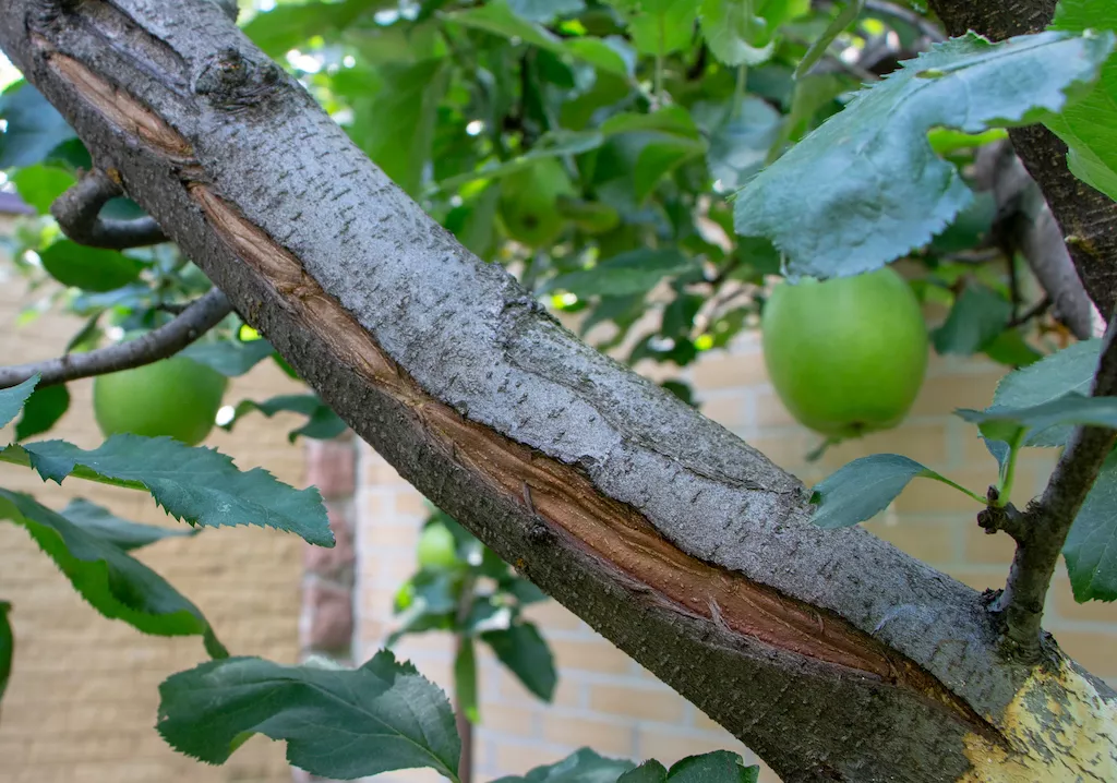 tree frost cracking