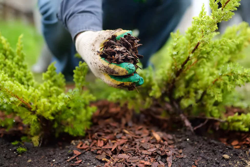 mulching lawn in winter