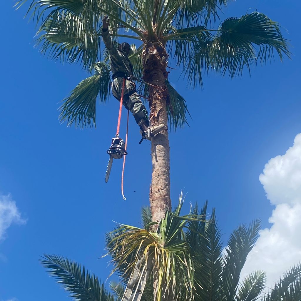 Murray’s Tree Care