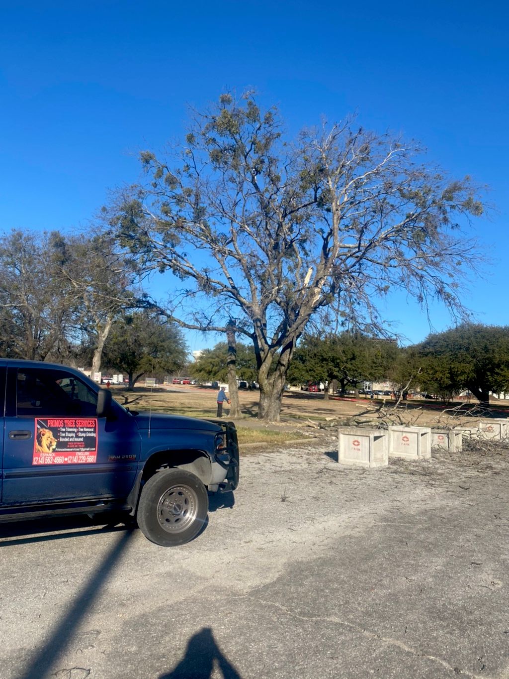 Before tree removal 
